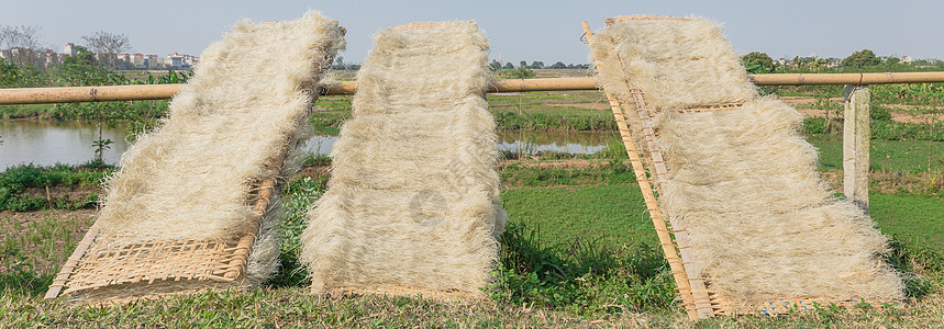 在竹栅的阳光下烘干越南稻田杂麦芽 自然而然地在竹篱上晒干饮食栅栏光束麸质面粉竹子米粉挂面食物美食图片