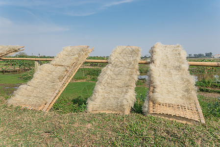 在竹栅的阳光下烘干越南稻田杂麦芽 自然而然地在竹篱上晒干糖类手工包子麸质美食蔬菜框架饮食文化栅栏图片