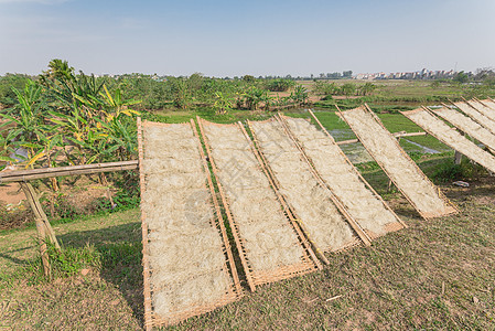 在香蕉农场附近的竹栅上晒太阳时 越南有机水稻在阳光下干燥框架盘子食物糖类挂面栅栏手工米粉村庄蔬菜图片
