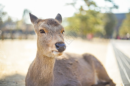 纳拉公园的可爱鹿被关起来了公园地方目的地旅游图片