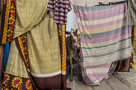 印度霍斯佩特的布料和毯子之间的牛排图片