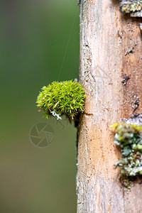 苔藓附着在森林的树干上图片
