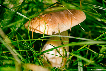 特写森林中的布莱塔斯蘑菇食物素食食用菌叶子物质林地季节生食蔬菜植物图片