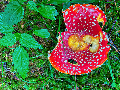 在美丽的森林里 红毒蘑菇环境绿色生物学林地植物微生物土地宏观生长物质图片