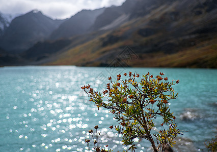 阿尔泰山难以到达的地点阿塔伊环境森林风景反射湖泊晴天蓝色高山假期白色图片