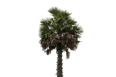 白色背景的一棵旧棕榈树被孤立图片