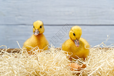 刚出生的可爱黄小鸭子 近距离接近 黄色鸭子肖像小鸡团体羽毛宠物工作室农场毛皮翅膀家禽生活图片