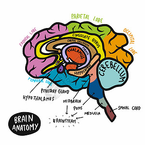丰富多彩的人类大脑解剖矢量插图图片