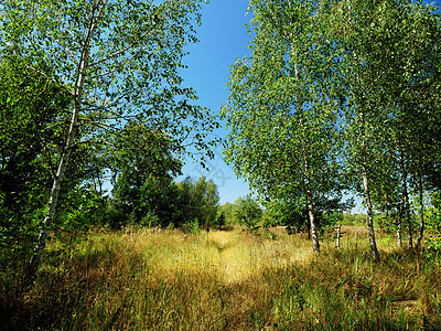 欧洲夏季户外自然 草地 树木和蓝天图片