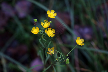 夏季绿色草原上的黄草地花朵图片
