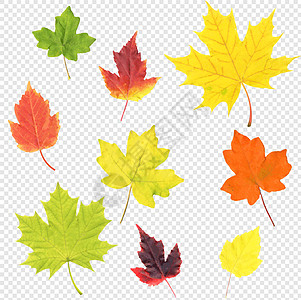 秋季叶子集孤立透明背景图片