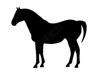 一匹马的轮廓背影 孤立在白色背景上图片