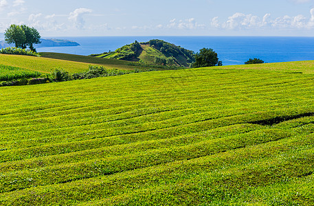 茶叶厂植物农场家庭阳台海岸旅行海洋蓝色博物馆种植园图片