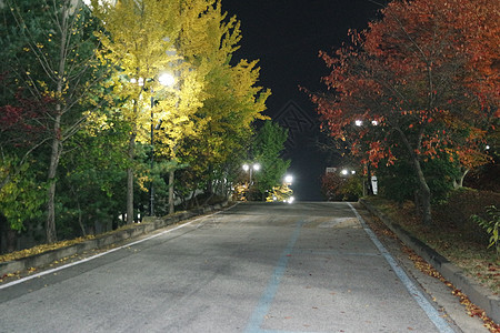 夜里看到铺面行人的道路 或走在树边的路上小路建筑学路面天空植物学旅行树叶公园人行道环境图片