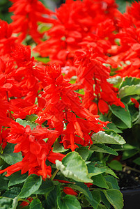 红色红花在黑盘中的植物草本植物季节花瓣叶子紫色园艺场地花束丹参芨芨草图片