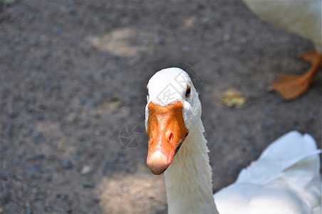 紧贴着白鹅头的白色鹅头 用橙嘴对灰色背景动物家禽动物群羽毛野生动物公园橙子图片