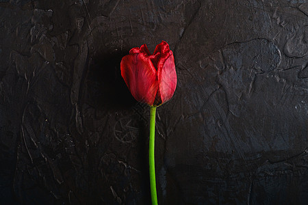 纯红色的郁金香花 在色黑色背景 最上视图中礼物庆典展示植物群花朵季节妈妈们花束惊喜卡片背景图片