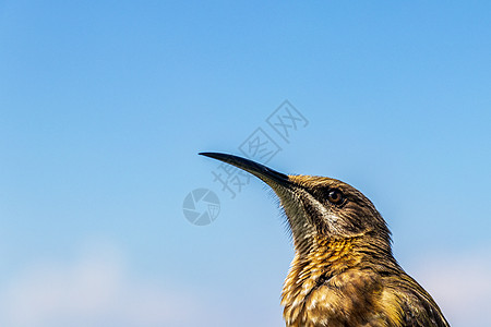 蜂鸟开普敦坐着高清图片