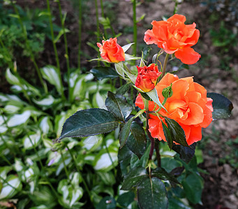 紧贴着明亮的橙色玫瑰和绿色背景图片