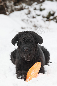 大黑史克诺泽狗 正在用橙色飞盘摇晃图片