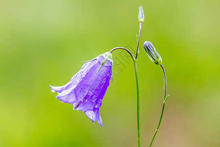 花朵 野生花卉植物花瓣蓝色日光团体紫色场地植物学草地花园宏观图片