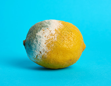 成熟的黄柠檬 蓝色背景有模具真菌水果菌类发霉黄色食物犯规营养腐烂图片