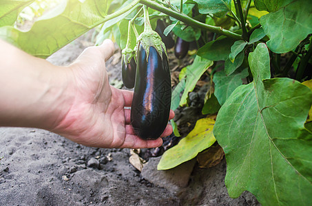 农夫手里拿着一个没有采摘的茄子 农业 农场 在农场种植新鲜的有机蔬菜 食品生产 农业工业和农业综合企业图片