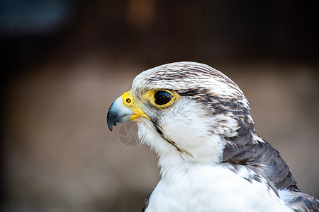 鹰嘴鸟和一只Gerfalcon的头头捕食者动物温室形目航班海棠方向盘猎物猎人羽毛图片