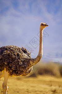 Ostrich 在约特瓦塔海巴自然保护区生物学沙漠公园荒野地区旅行旅游内盖夫野生动物濒危图片