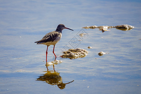 Eilat 鸟类公园的供水铁路水轨动物群沙漠野生动物迁移荒野水池观鸟旅行池塘图片