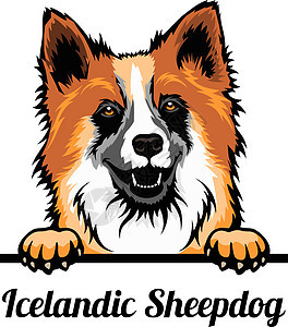 冰岛牧羊犬 - 彩色皮革狗 - 种性脸头白被孤立图片