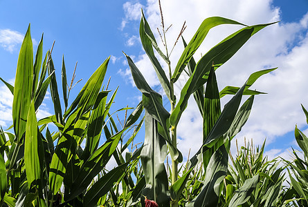 绿色玉米种植场上美丽的近视风景 带B的田地植物天空农业叶子场地农村生长蓝色草地谷物图片