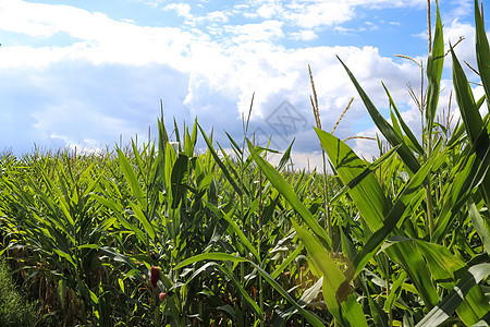 绿色玉米种植场上美丽的近视风景 带B的田地农场收成叶子生长农业蓝色植物场景环境粮食图片