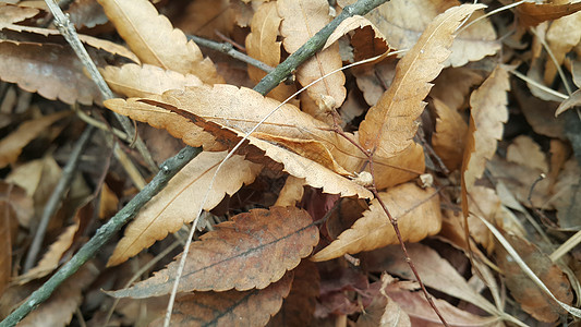 秋季期间干枯的棕色树叶 文字和讯息的背景背景图片