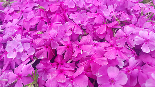 近距离观看阳光下的几朵粉红色花朵和粉红花瓣花园番薯绿色植物叶子藤蔓美丽粉色荣耀图片