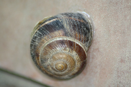 近距离的蜗牛图片