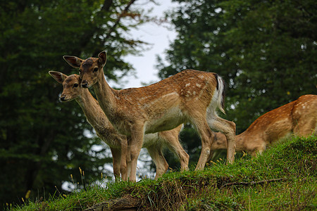 在森林边缘站着 美丽的小海鹿脚步图片