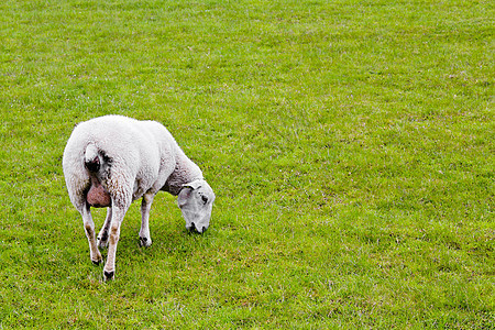 绿草地和草坪上的白羊在监视我农田牧场羊肉青山生态农村母羊场地婴儿哺乳动物图片