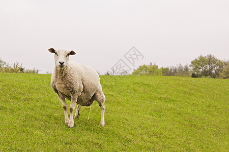 在德国绿草地上撒羊尿场景牧场羊毛场地农业栅栏小便羊肉农场动物图片