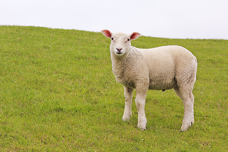 绿草地和草坪上的白羊在监视我家畜婴儿草原动物农业农田羊肉牧场小绵羊农村图片