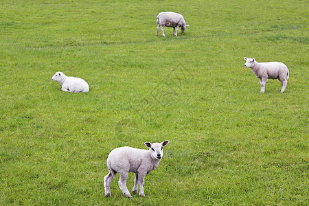 在绿草地和草坪上养着可爱的白羊草原家畜羊肉羔羊农业动物生态场地母羊牧场图片