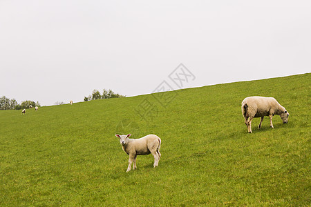 在绿草地和草坪上养着可爱的白羊农村牧场青山场地农业种群婴儿哺乳动物农场草原图片