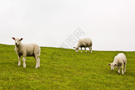 在绿草地和草坪上养着可爱的白羊羊毛场地动物青山牧场农村母羊农田草原家畜图片