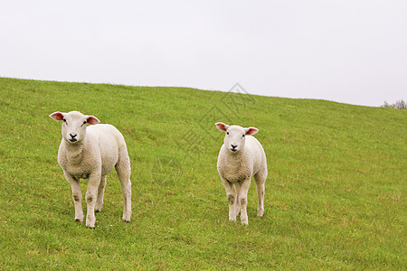 在绿草地和草坪上养着可爱的白羊青山家畜农场哺乳动物农业小绵羊动物羊肉场地牧场图片