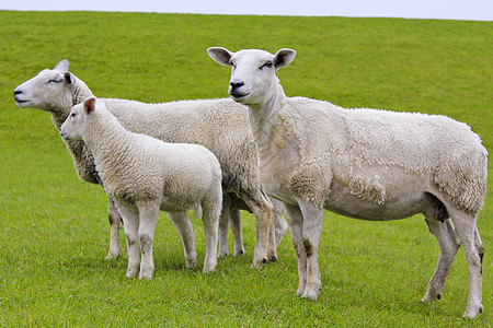 在绿草地和草坪上养着可爱的白羊哺乳动物动物羔羊农业羊肉农村草原生态羊毛牧场图片