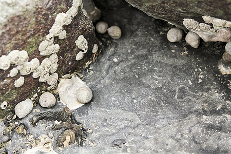 贝壳和苔生长在布塔哈丁金堤坝上的岩石上图片