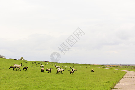 有绵羊和牧草的景观 塞赫斯泰特 杰德 瓦瑟马希 德国图片
