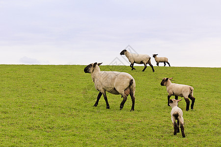 在绿草原上行走的羊群图片