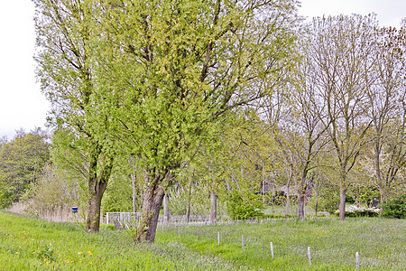 德国北部草原森林的春天 新鲜绿树叶和草原草地小径花园旅行木头土地全景小路自然保护区树木图片
