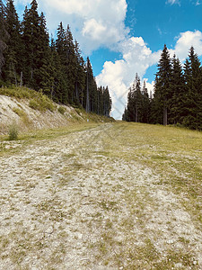 山中的松林绿色爬坡全景晴天旅行山脉松树树木自然天空图片